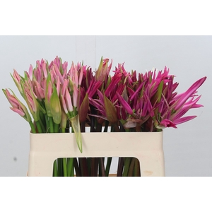 Nerine Mix