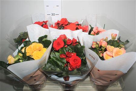 <h4>Begonia Elatior Grp Dubbel Gemengd</h4>