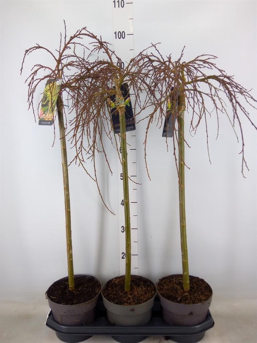 <h4>Salix arbuscula</h4>