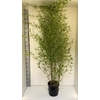 Phyllostachys aurea