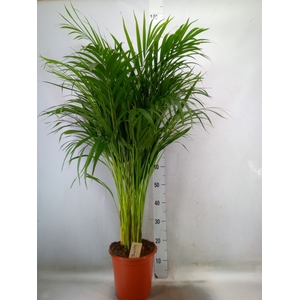 Dypsis lutescens   ...Chrysalidoca