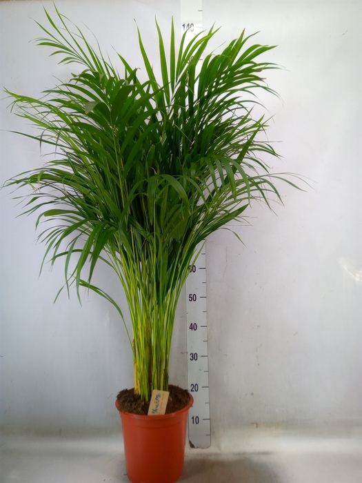 <h4>Dypsis lutescens   ...Chrysalidoca</h4>