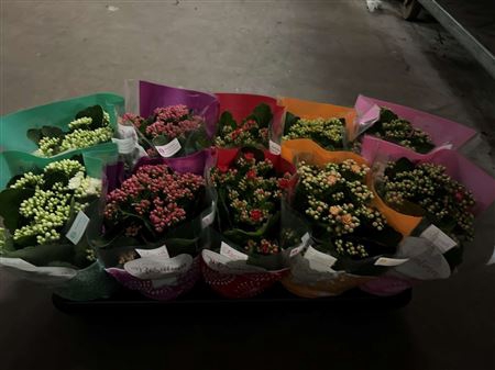 <h4>Kal Ge Ro Gem 6 Kl 12cm Pot</h4>