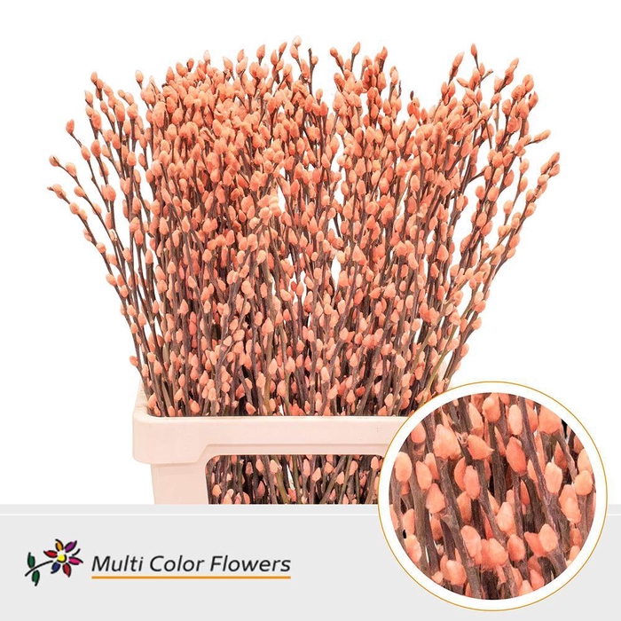 <h4>Salix caprea 'Snow Flake' .color H%</h4>