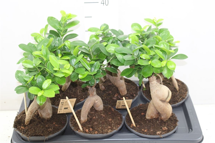 <h4>Ficus Ginseng</h4>