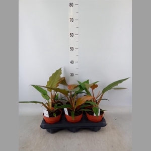 Philodendron bipinn.