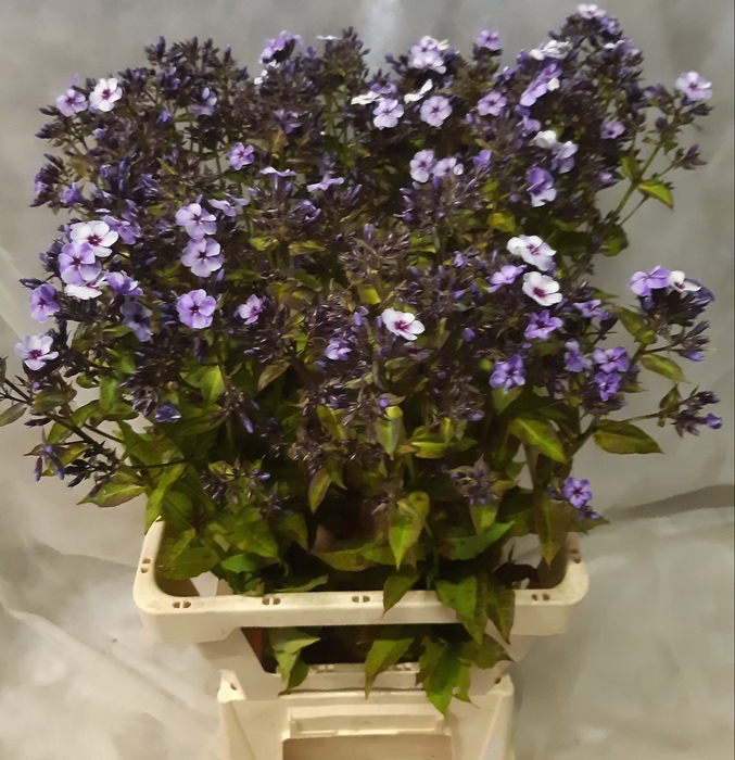 <h4>PHLOX PANICULATA OV</h4>