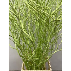 Salix 130cm Lime Green
