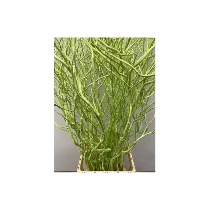 <h4>Salix 130cm Lime Green</h4>