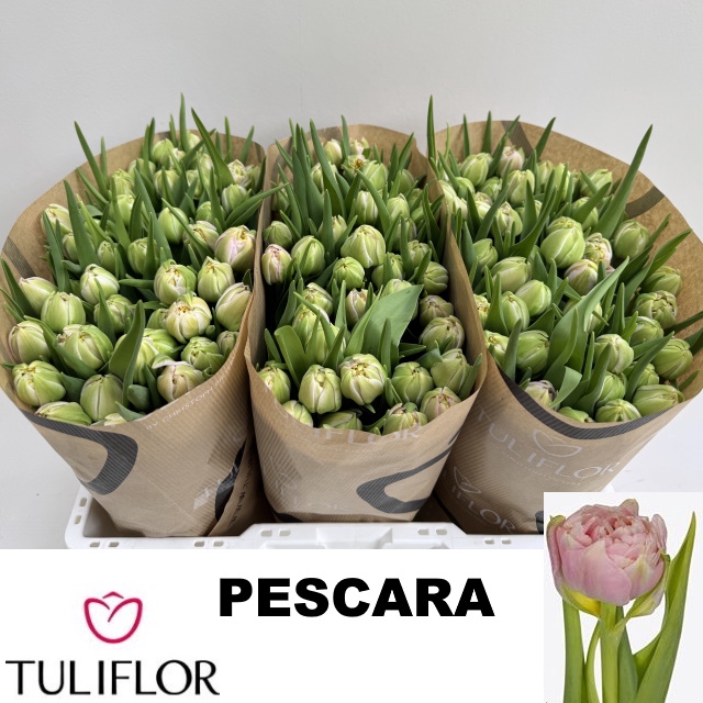 <h4>TU DU PESCARA</h4>