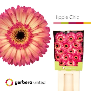 Gerbera Hippie chic Diamond