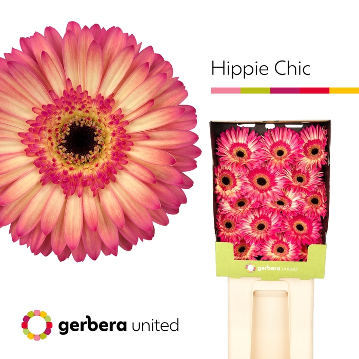 <h4>Gerbera Hippie chic Diamond</h4>
