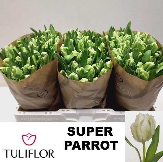 <h4>TU PA SUPER PARROT</h4>