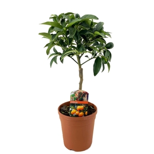 Citrus kumquat