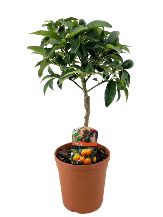 <h4>Citrus kumquat</h4>