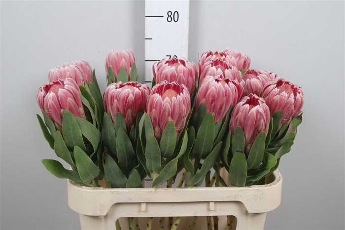 <h4>Protea Carnival</h4>