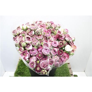 Ranunculus Eleg Cappuccino Pink