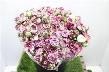 Ranunculus Eleg Cappuccino Pink