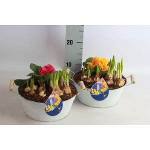 Arr.   Tuinplanten L%