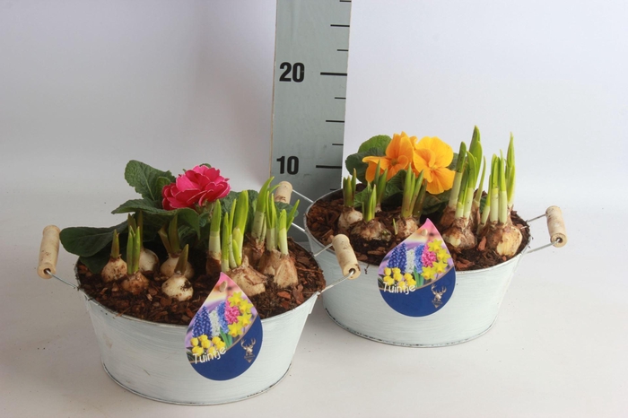 <h4>Arr.   Tuinplanten L%</h4>