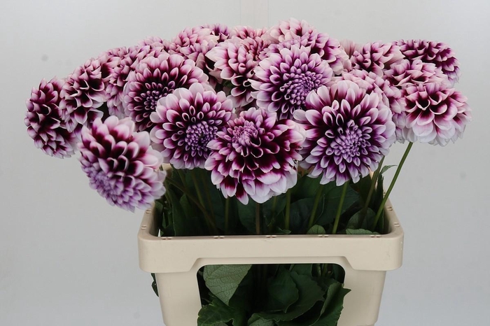 <h4>Dahlia Mystery Day</h4>