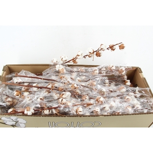 DF Katoen Gossypium 10 Bol