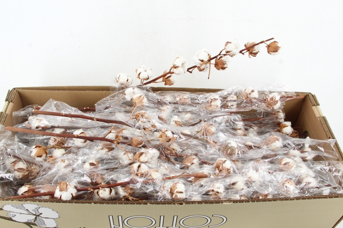 <h4>DF Katoen Gossypium 10 Bol</h4>