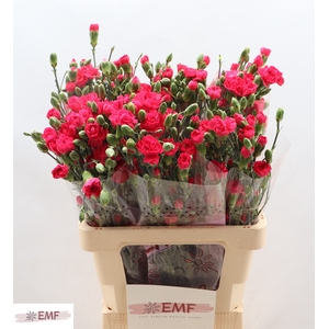 Di Tr Cher Blossom+