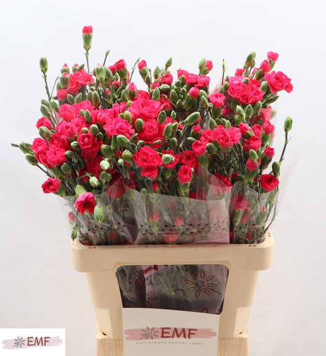 <h4>Di Tr Cher Blossom+</h4>