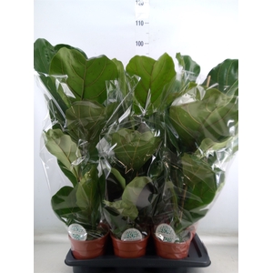 Ficus lyrata