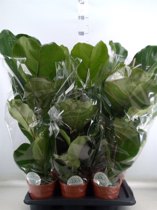 <h4>Ficus lyrata</h4>