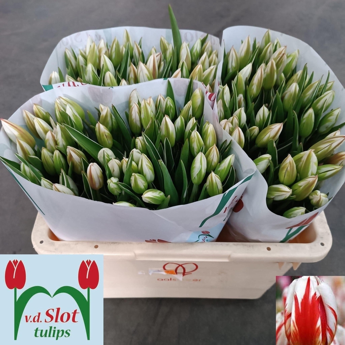 <h4>TU EN HAPPY GENERATI</h4>