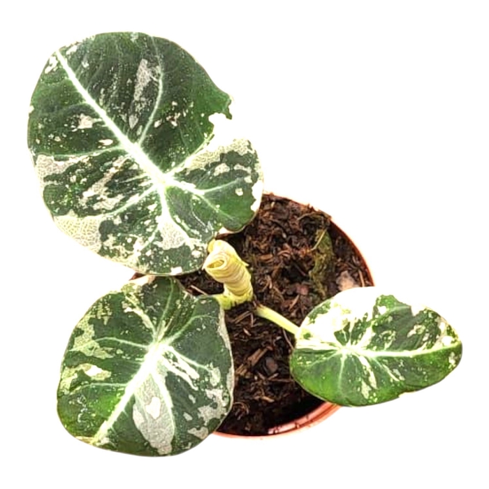 <h4>Alocasia</h4>