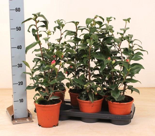 <h4>CAME JAPONICA</h4>