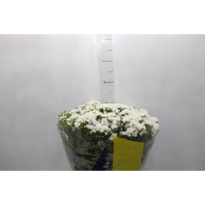 CRISANTEMO BOLA BELGA P20 BRANCO