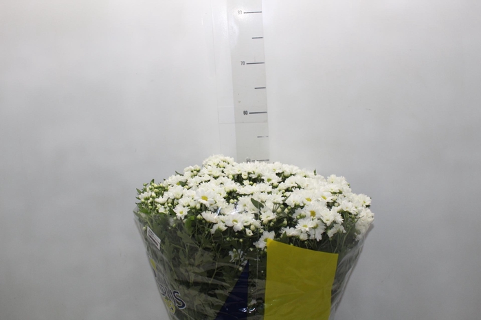 <h4>CRISANTEMO BOLA BELGA P20 BRANCO</h4>