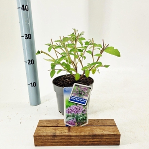 Buddleja