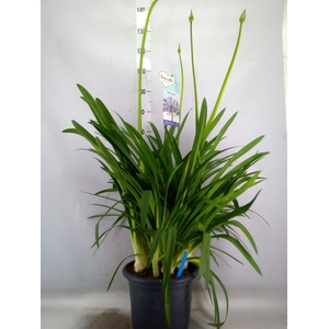 Agapanthus  'Big Blue'