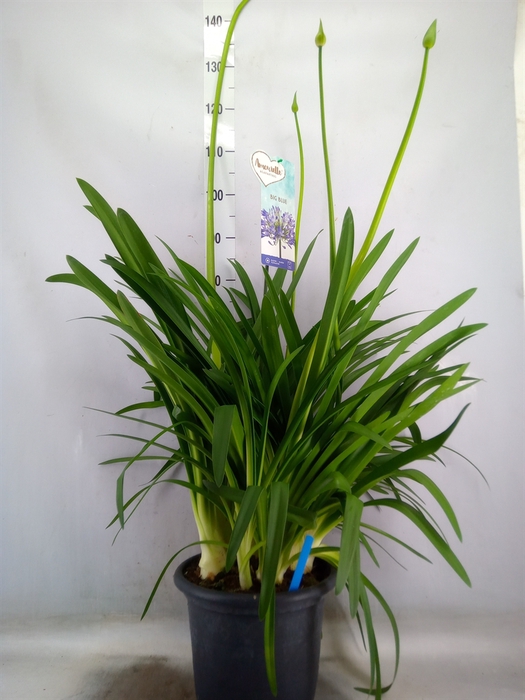 <h4>Agapanthus  'Big Blue'</h4>