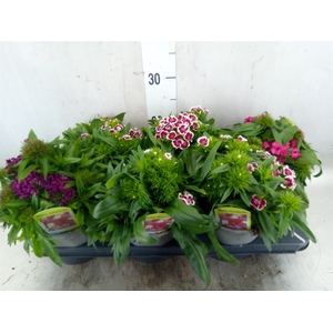 Dianthus barb.