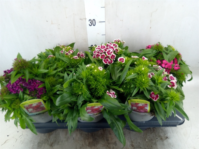 <h4>Dianthus barb.</h4>