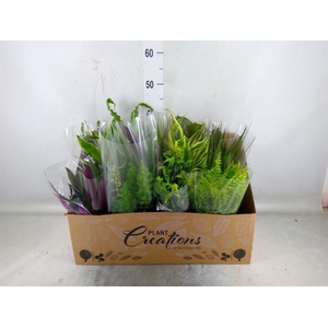 Planten Groen   ...mix 12