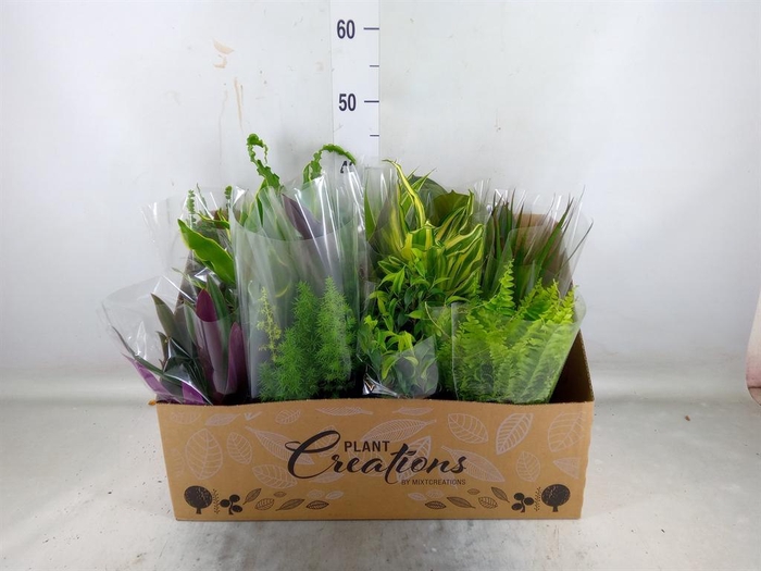 <h4>Planten Groen   ...mix 12</h4>