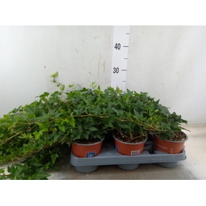 Hedera helix 'Shamrock'