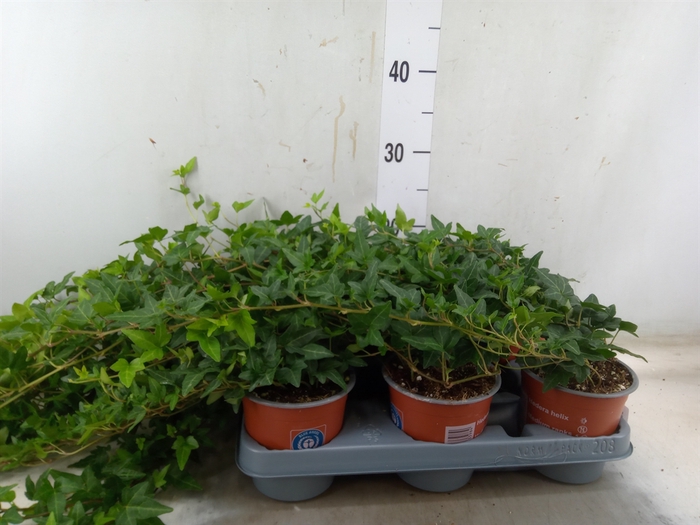 <h4>Hedera helix 'Shamrock'</h4>
