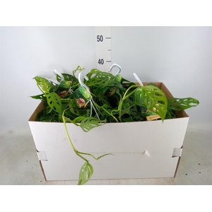 Monstera obliqua 'Leichtlinii'