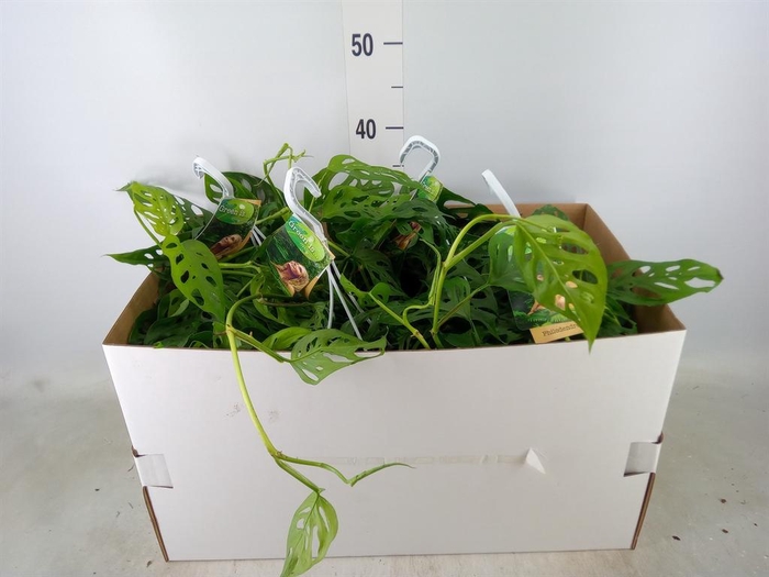 <h4>Monstera obliqua 'Leichtlinii'</h4>