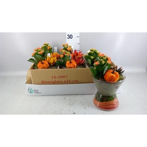 Arr. Planten L%