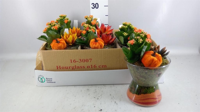 <h4>Arr.    Planten  L%</h4>