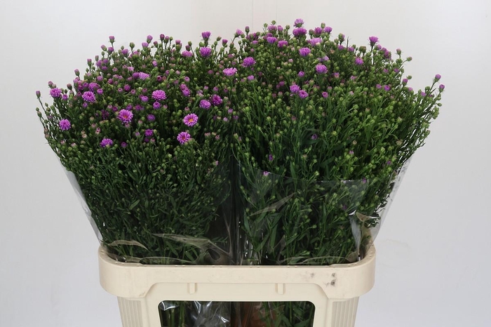 <h4>Aster Casarosa</h4>